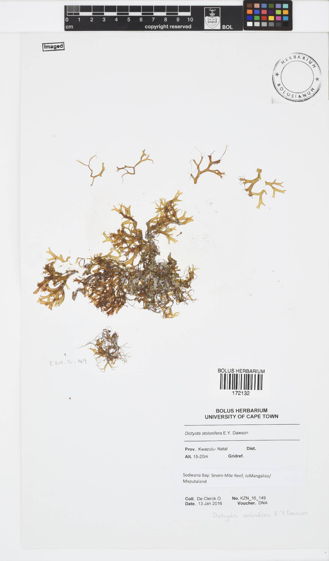 Dictyota stolonifera image