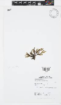 Dictyota ciliolata image