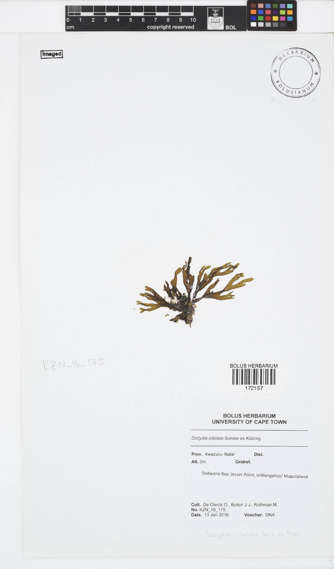 Dictyota ciliolata image