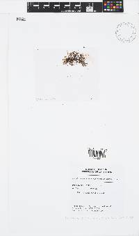 Canistrocarpus cervicornis image