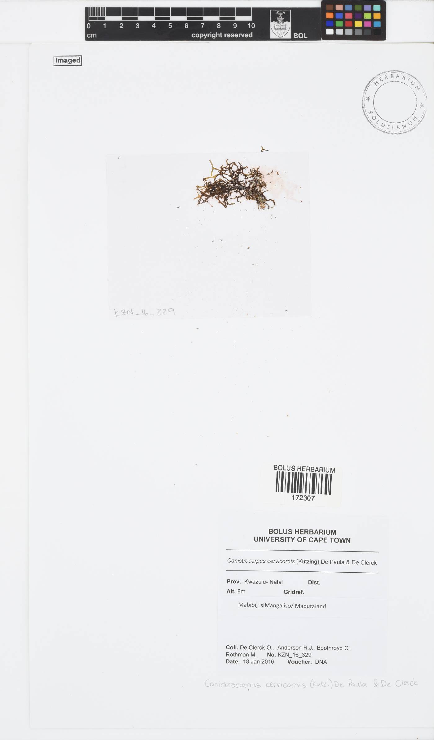 Canistrocarpus cervicornis image