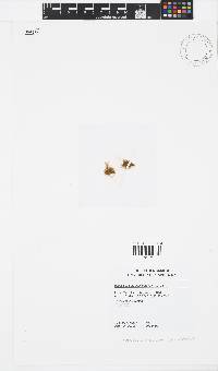Bachelotia antillarum image