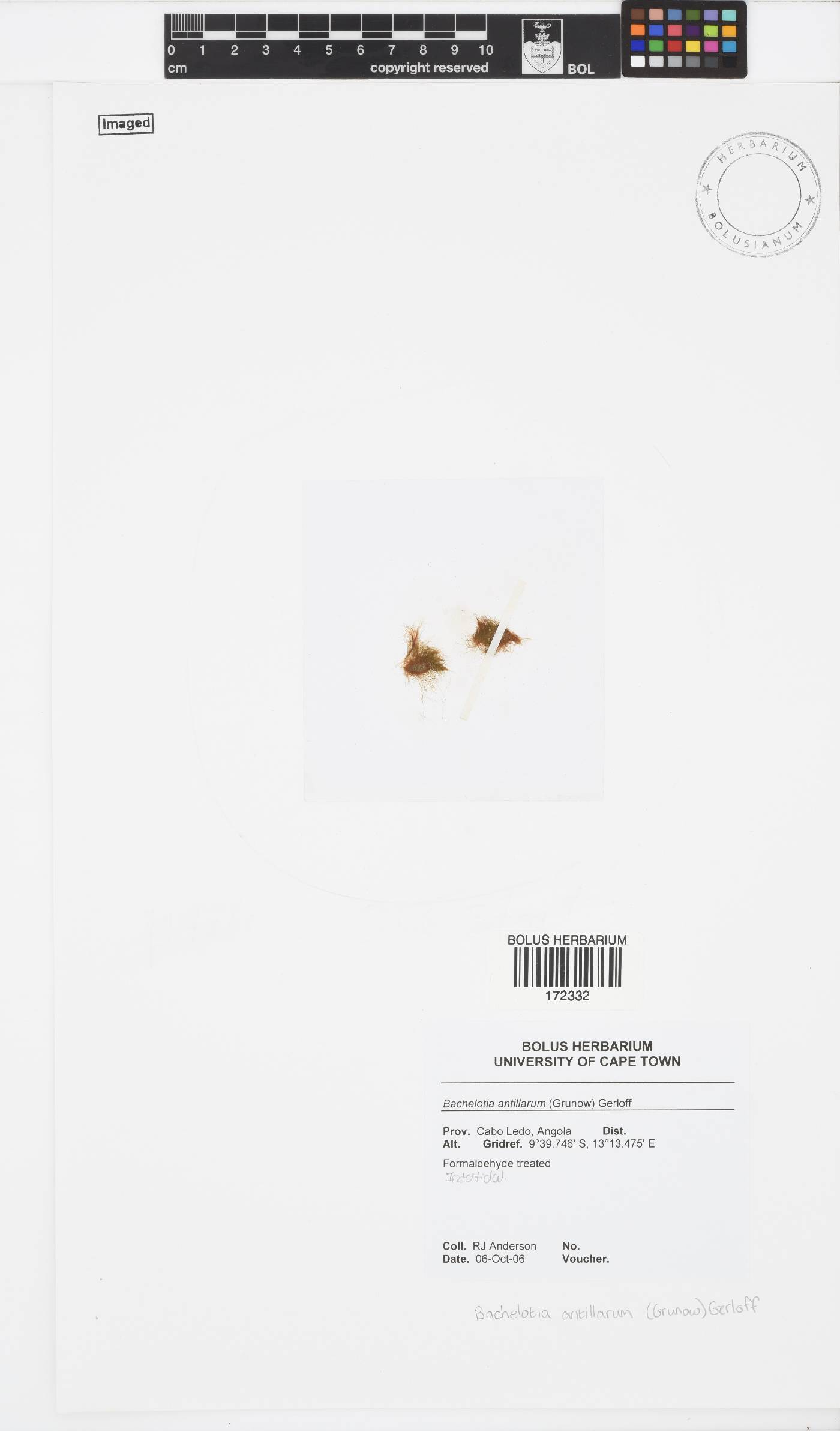 Bachelotia antillarum image