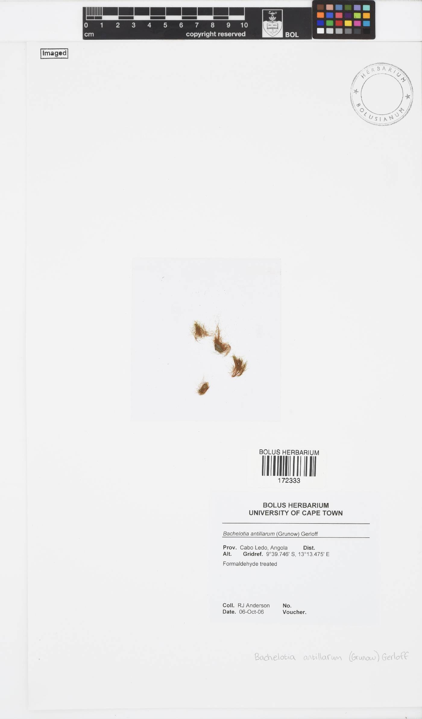 Bachelotia antillarum image