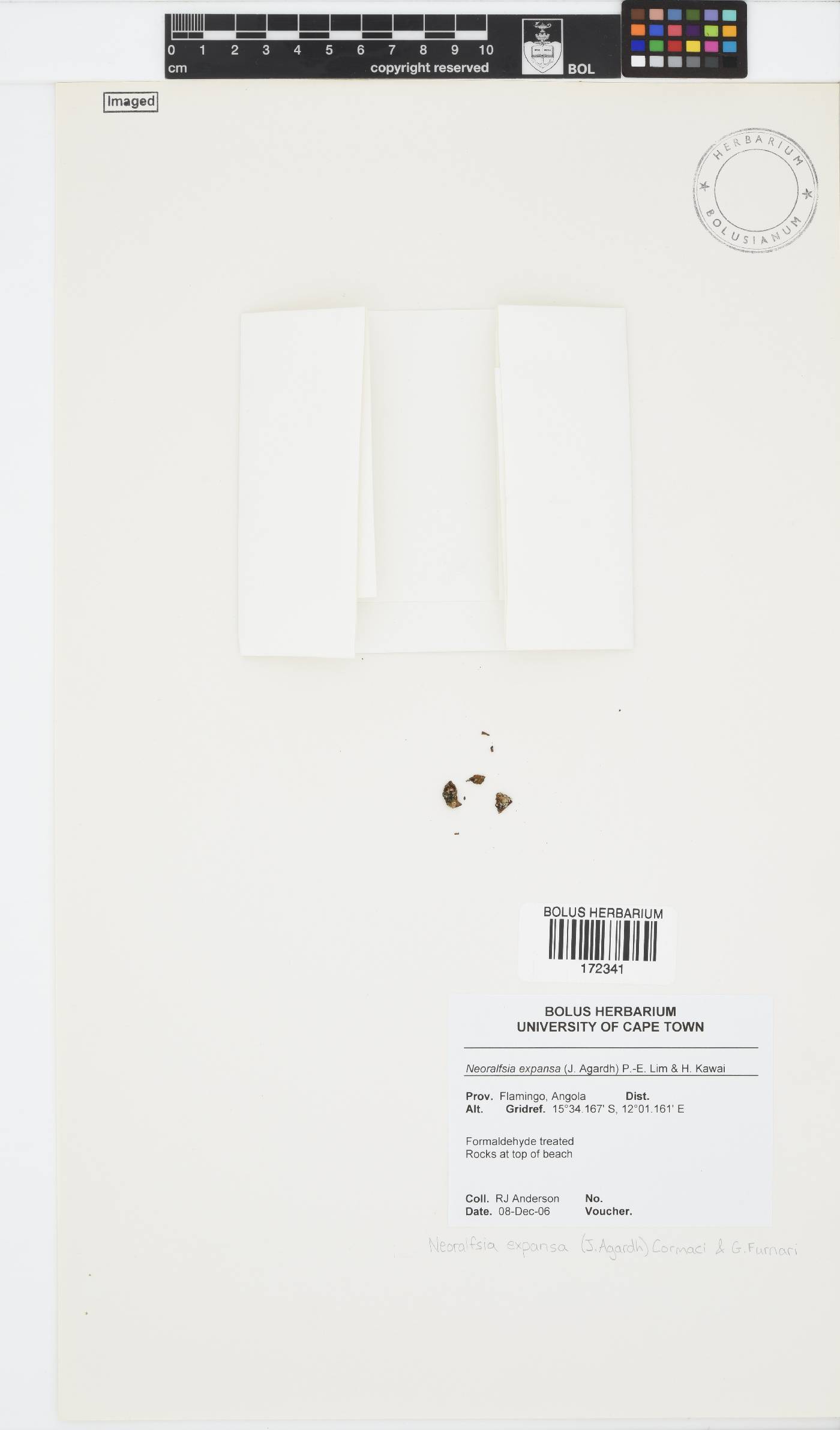 Neoralfsiaceae image