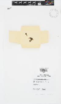 Padina antillarum image