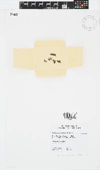 Padina antillarum image