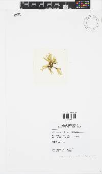 Dictyota dichotoma image