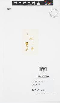 Dictyota dichotoma image