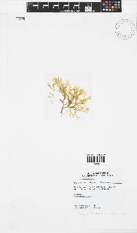 Dictyota dichotoma image