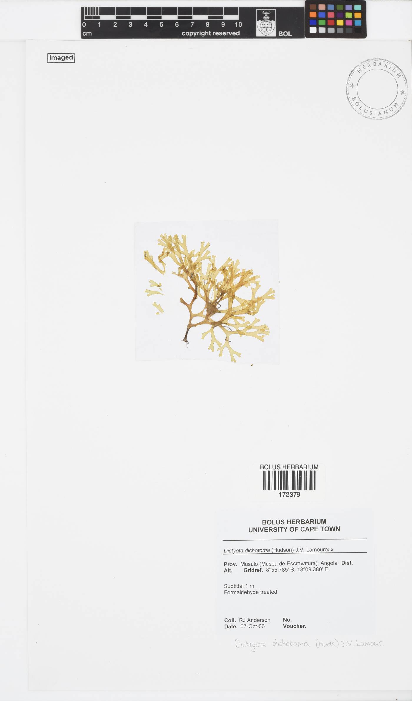 Dictyota dichotoma image