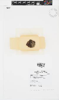Image of Basispora africana