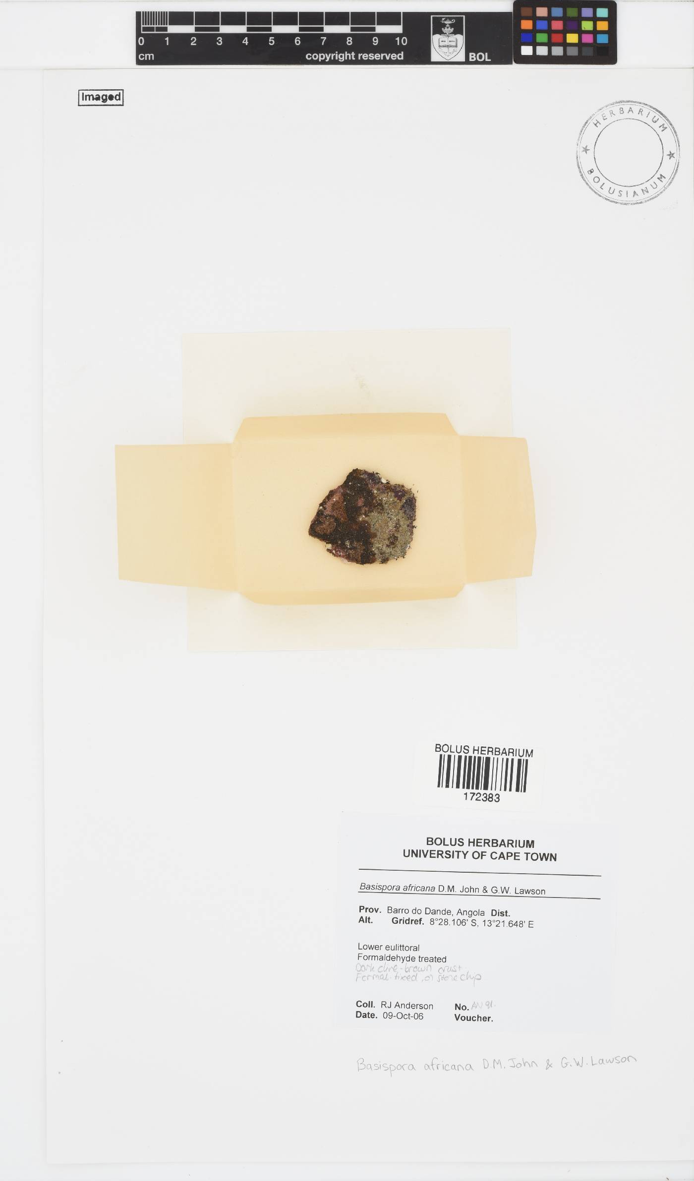 Mesosporaceae image