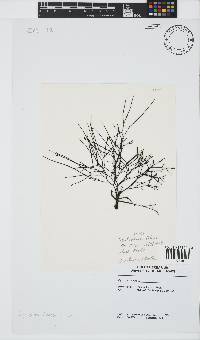 Cystophora fibrosa image