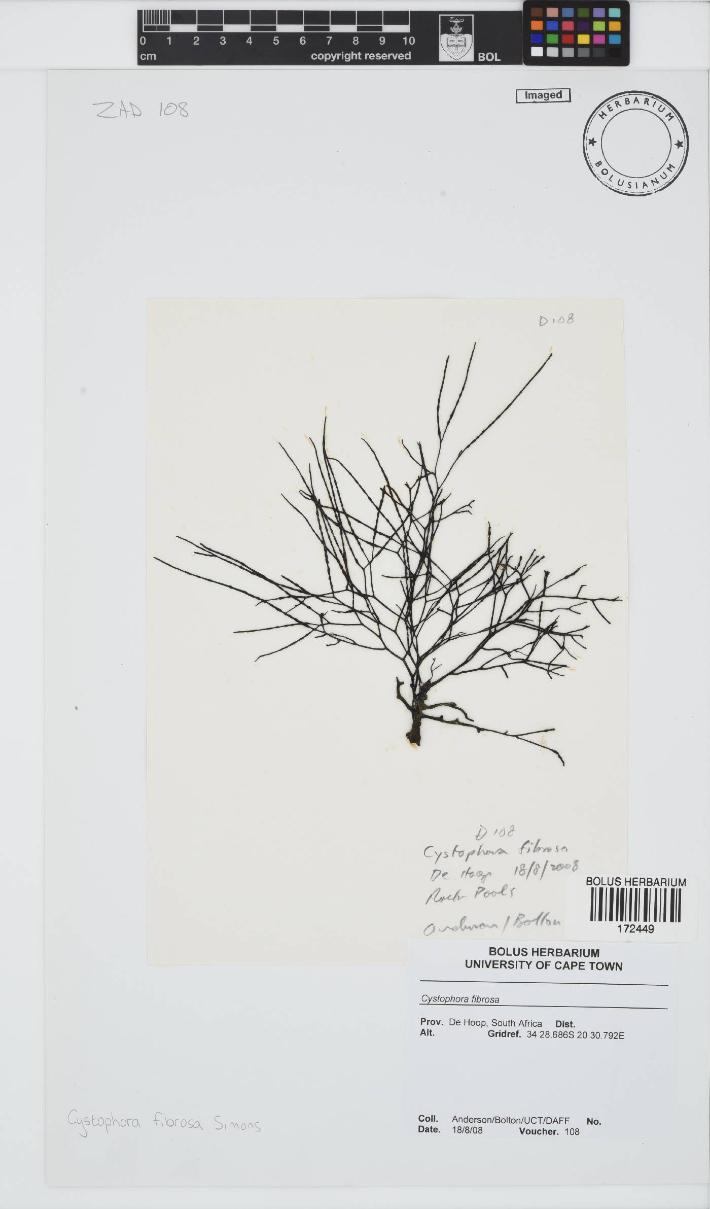 Cystophora fibrosa image
