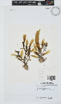 Dictyopteris macrocarpa image