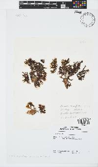 Zonaria tournefortii image