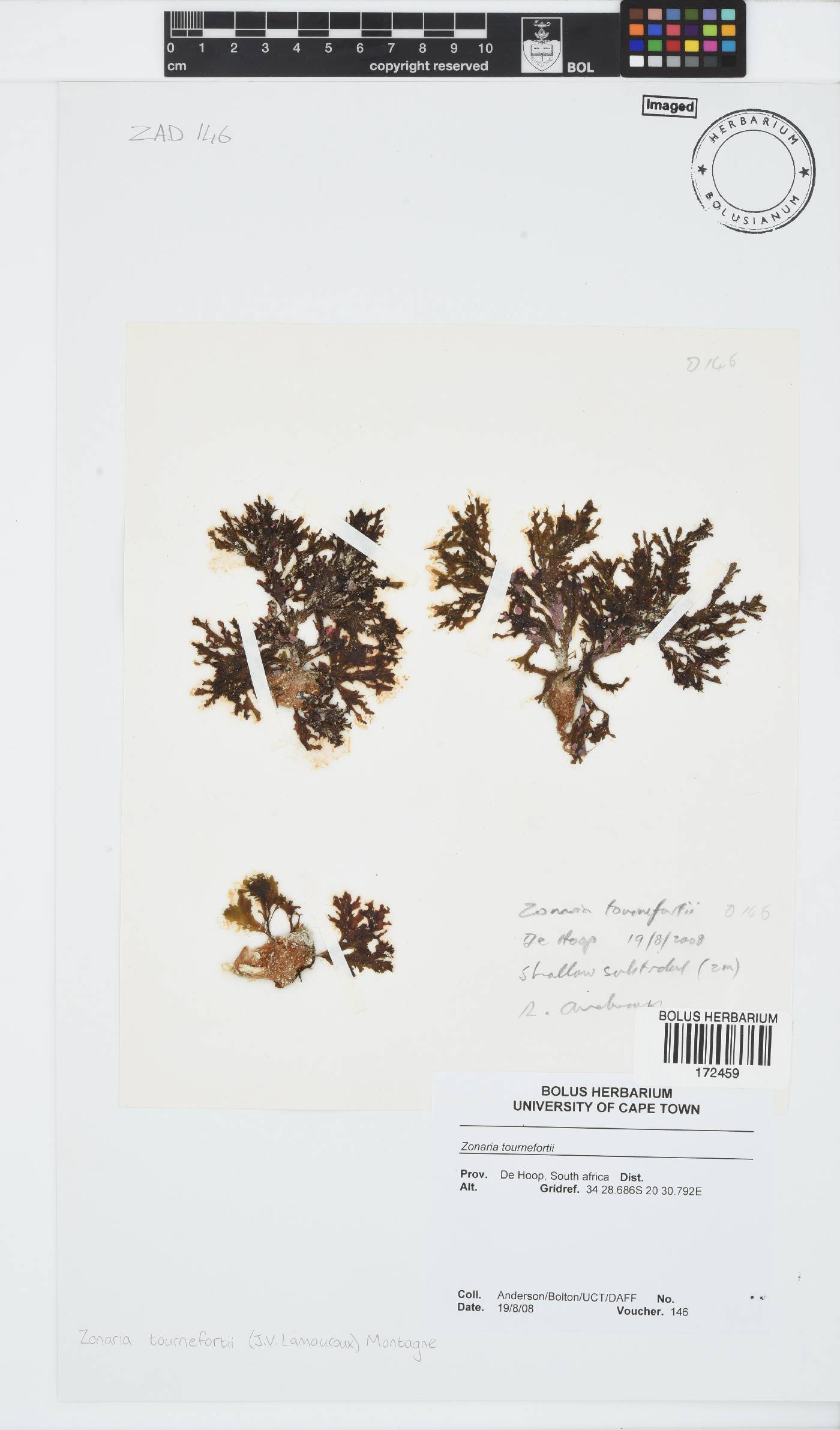 Zonaria tournefortii image