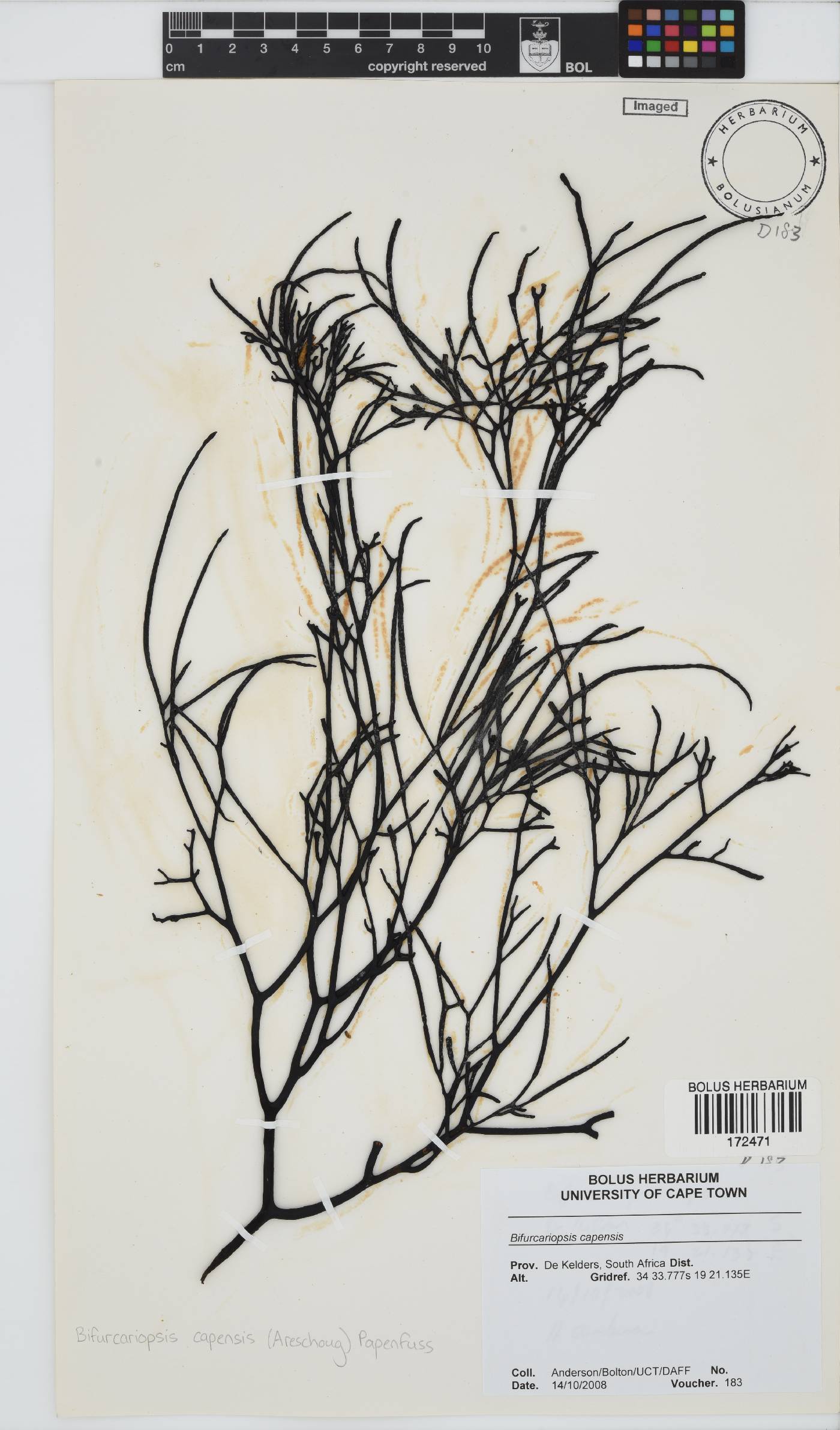 Bifurcariopsidaceae image