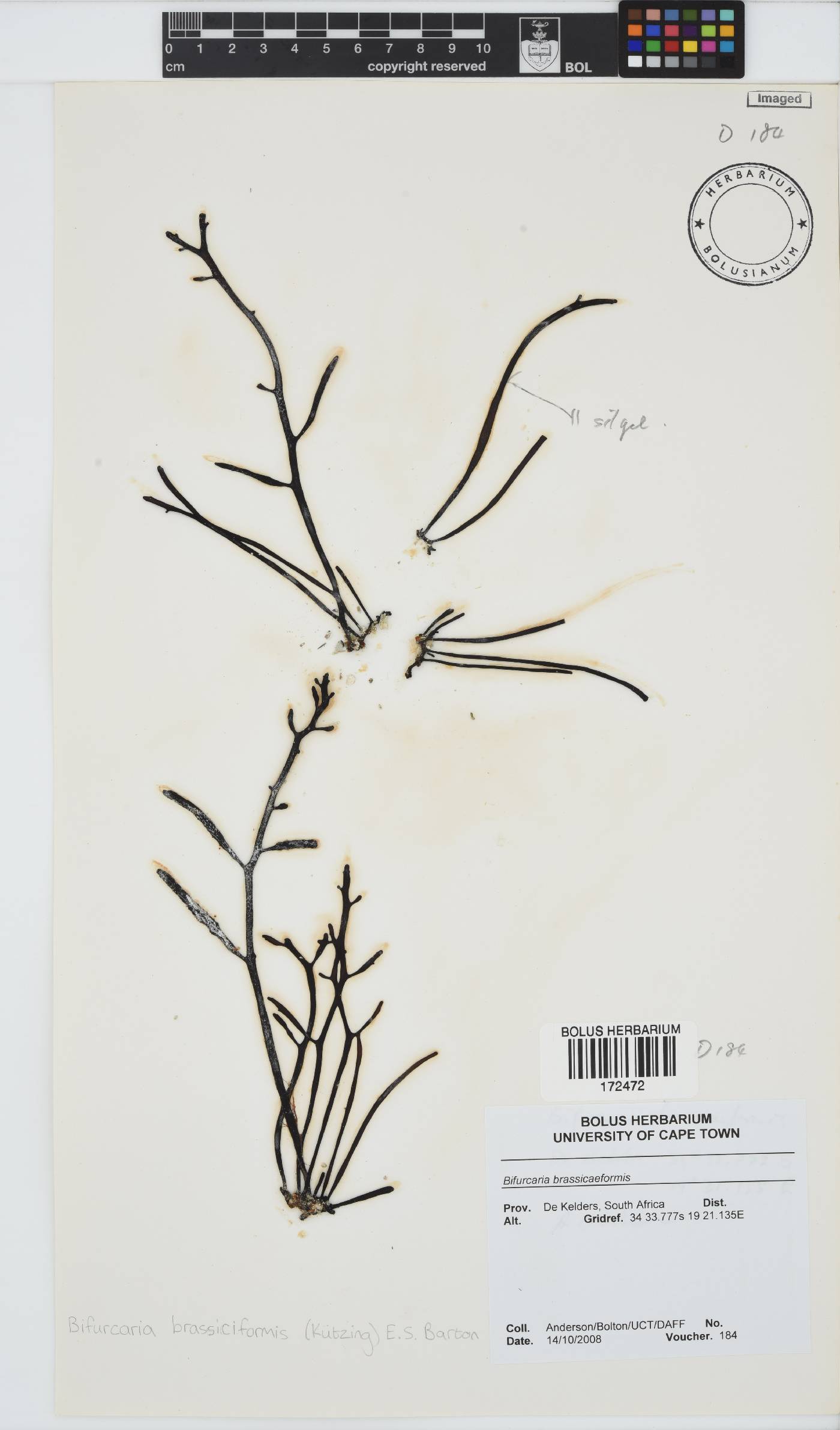 Brassicophycus image
