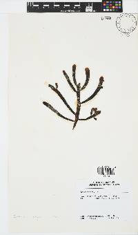 Splachnidium rugosum image