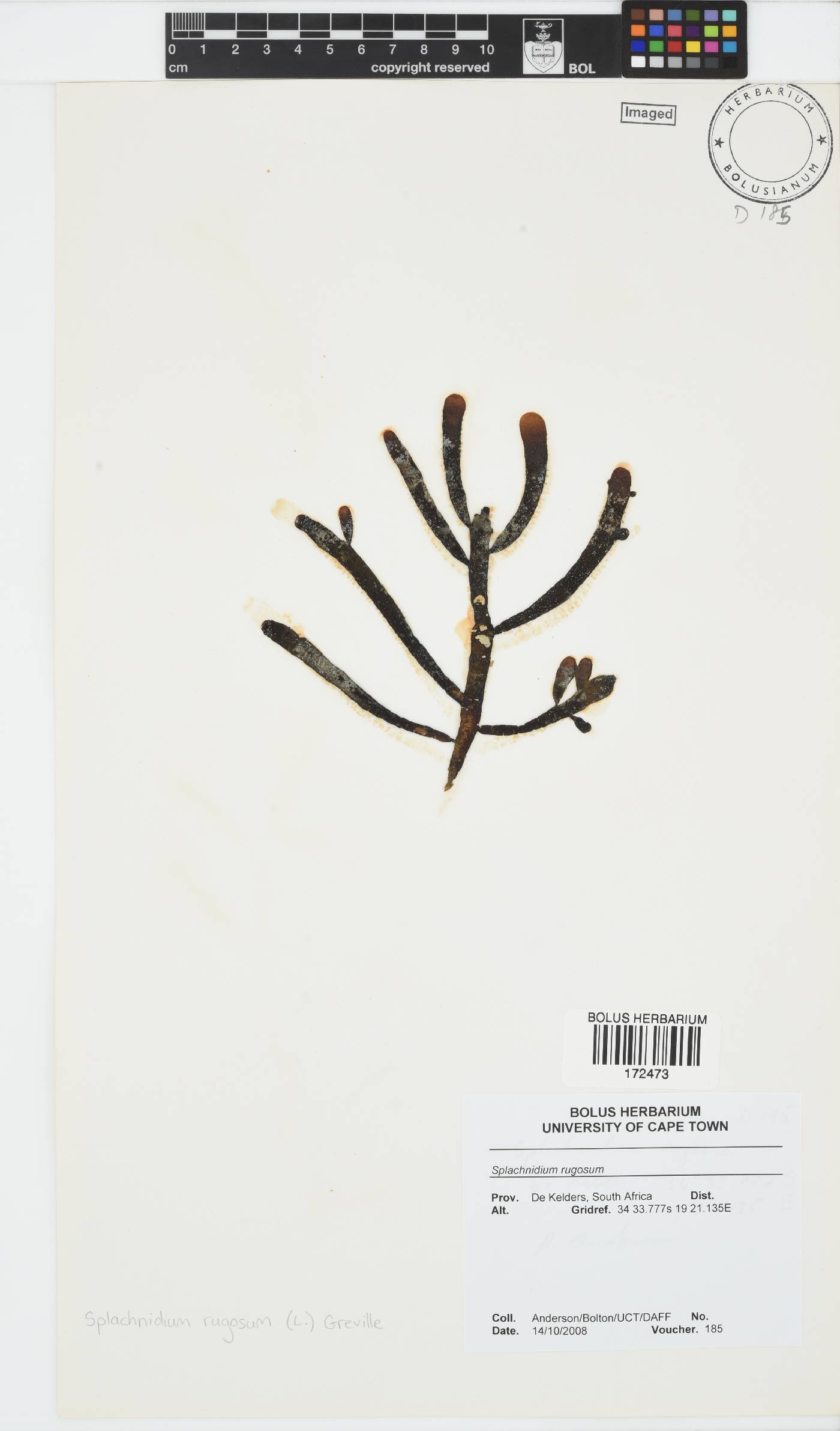 Splachnidiaceae image