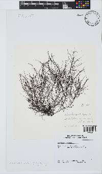 Chordariopsis capensis image