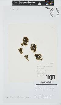 Exallosorus harveyanus image