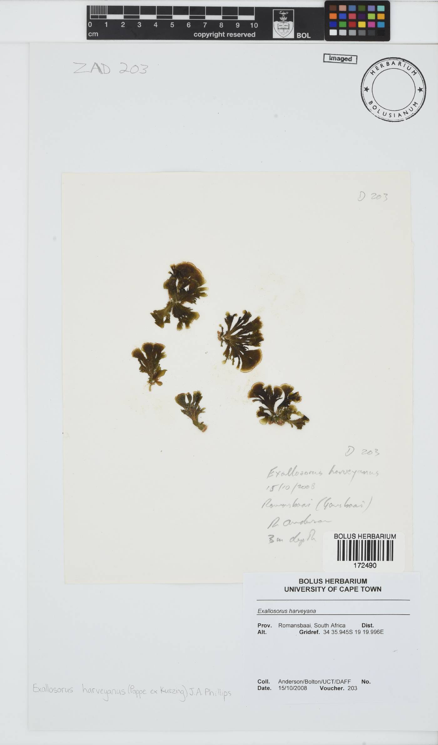 Exallosorus harveyanus image
