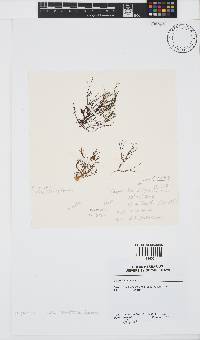 Carpomitra costata image