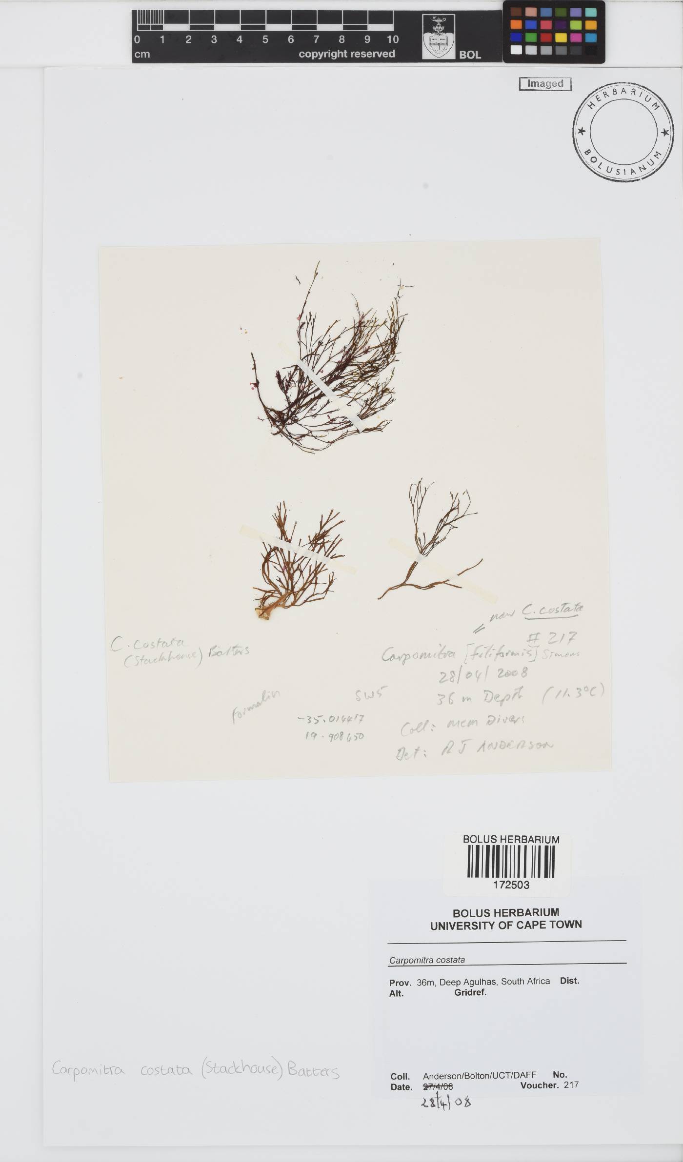 Carpomitra costata image