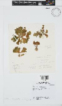Exallosorus harveyanus image