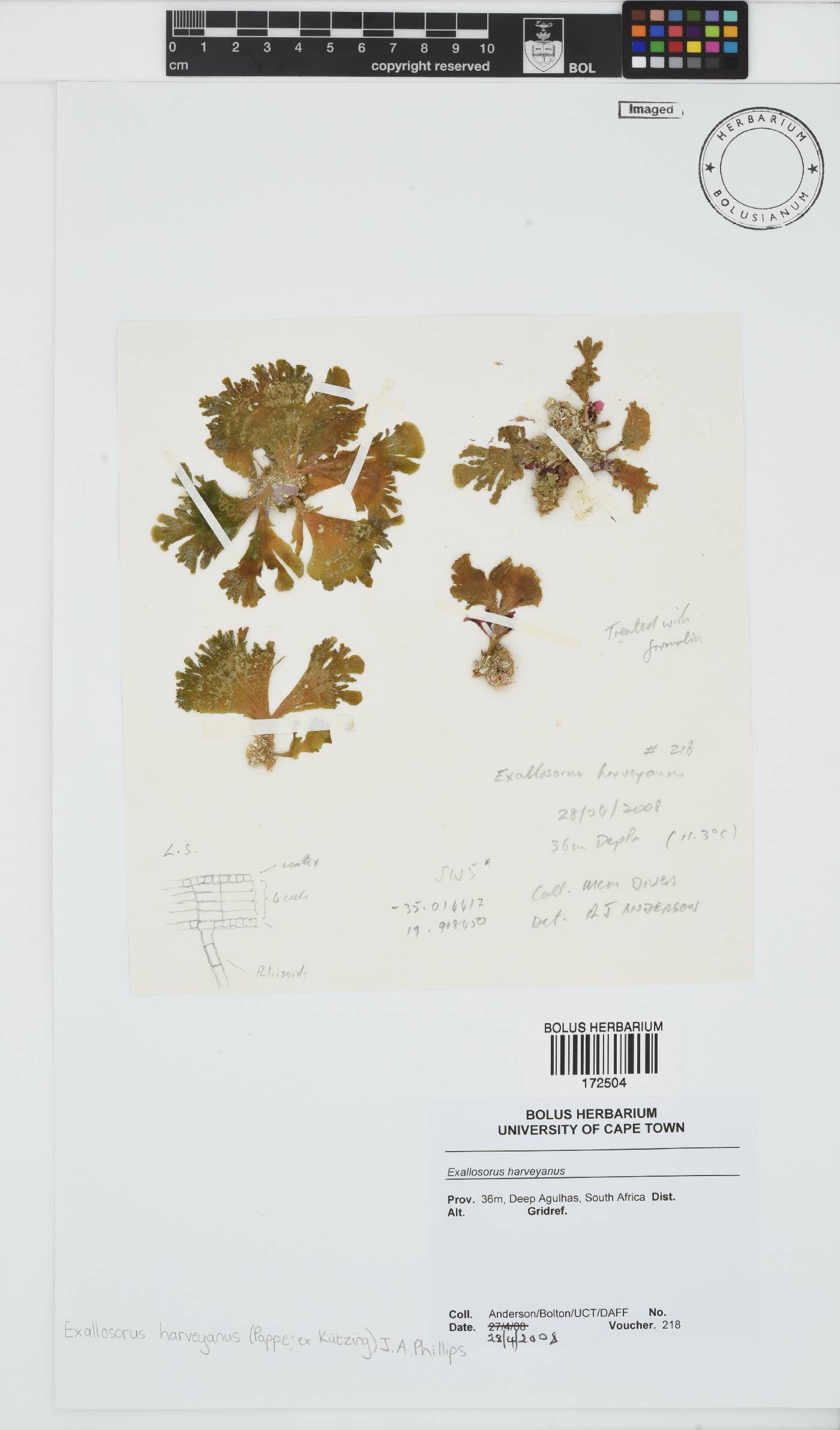 Exallosorus harveyanus image