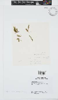 Image of Halopteris filicina