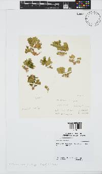 Exallosorus harveyanus image