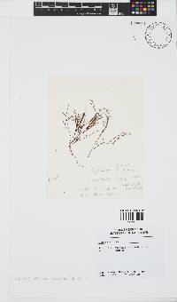 Carpomitra costata image