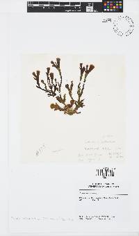 Zonaria subarticulata image