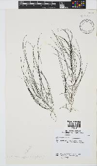 Chordariopsis capensis image