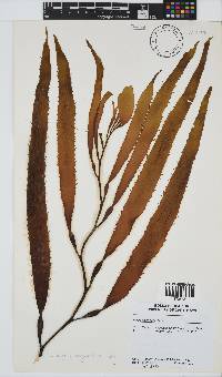 Macrocystis pyrifera image
