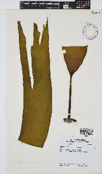 Laminaria pallida image
