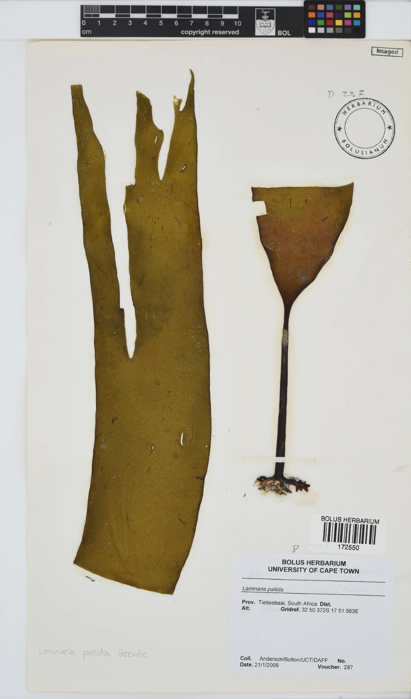 Laminaria pallida image