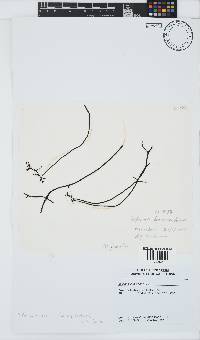 Brassicophycus sisymbrioides image