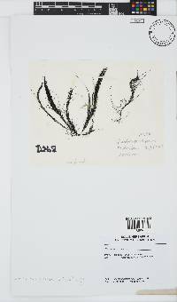 Chordariopsis capensis image