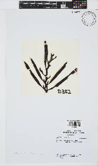 Oerstedtia scalaris image