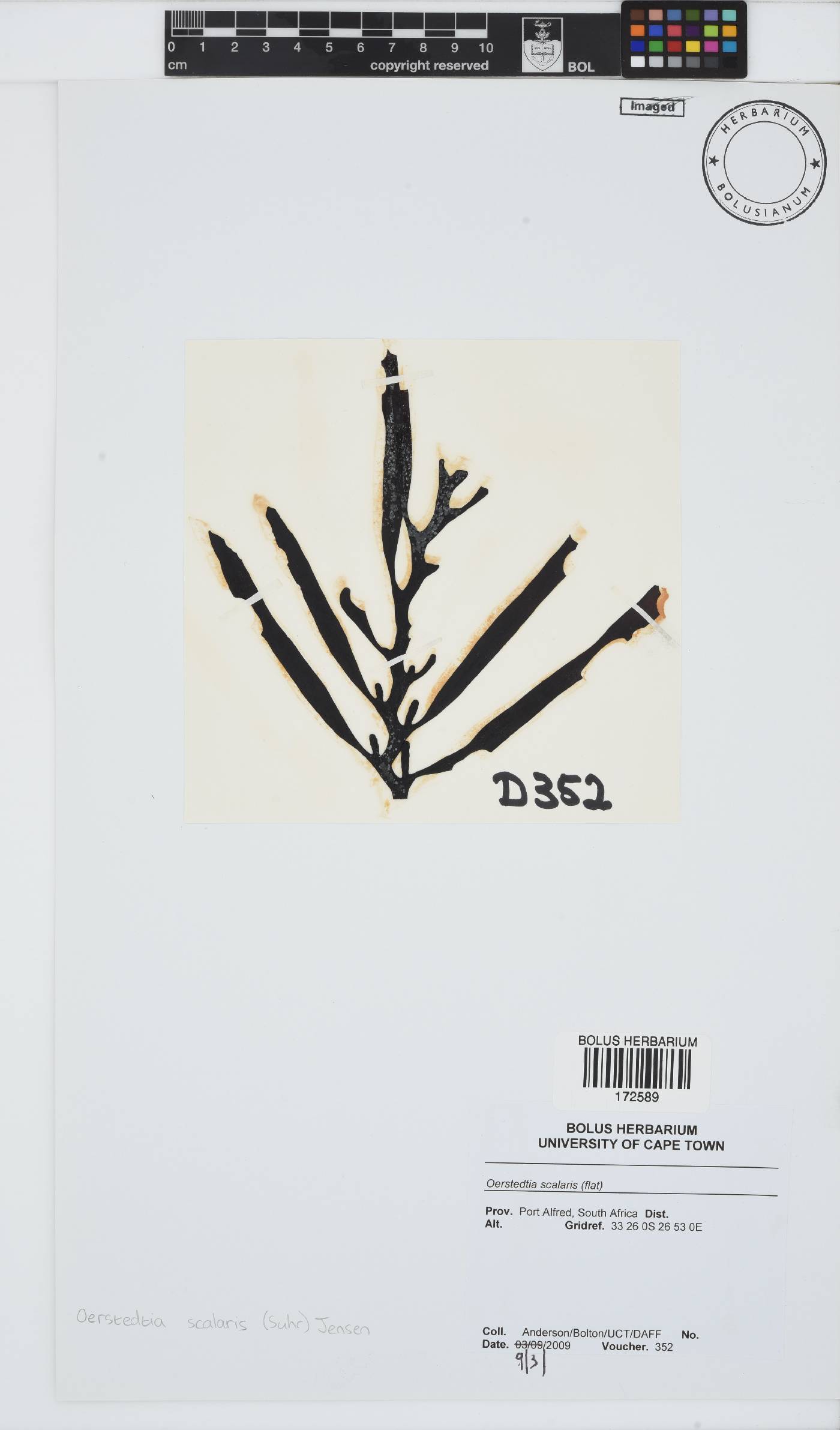 Oerstedtia scalaris image