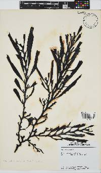Oerstedtia scalaris image