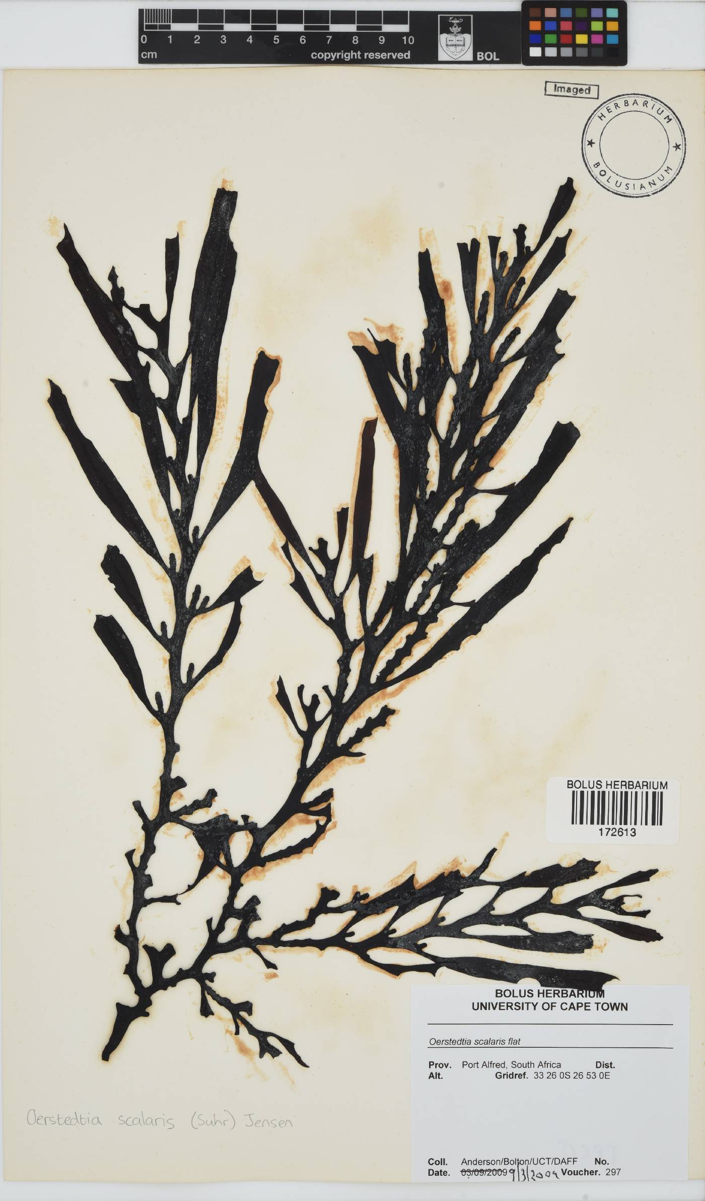 Oerstedtia scalaris image