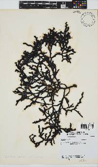 Oerstedtia scalaris image