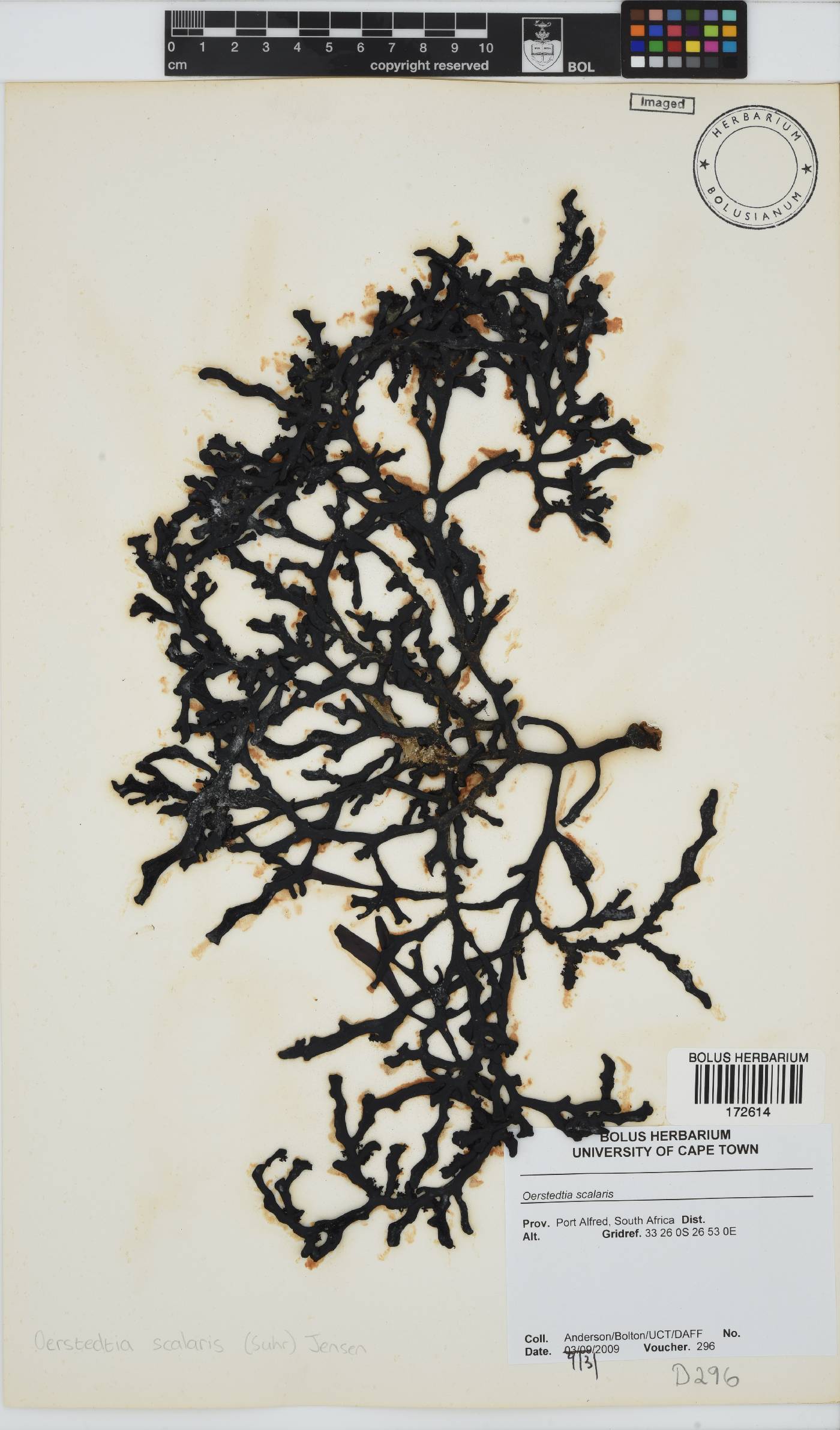 Oerstedtia scalaris image