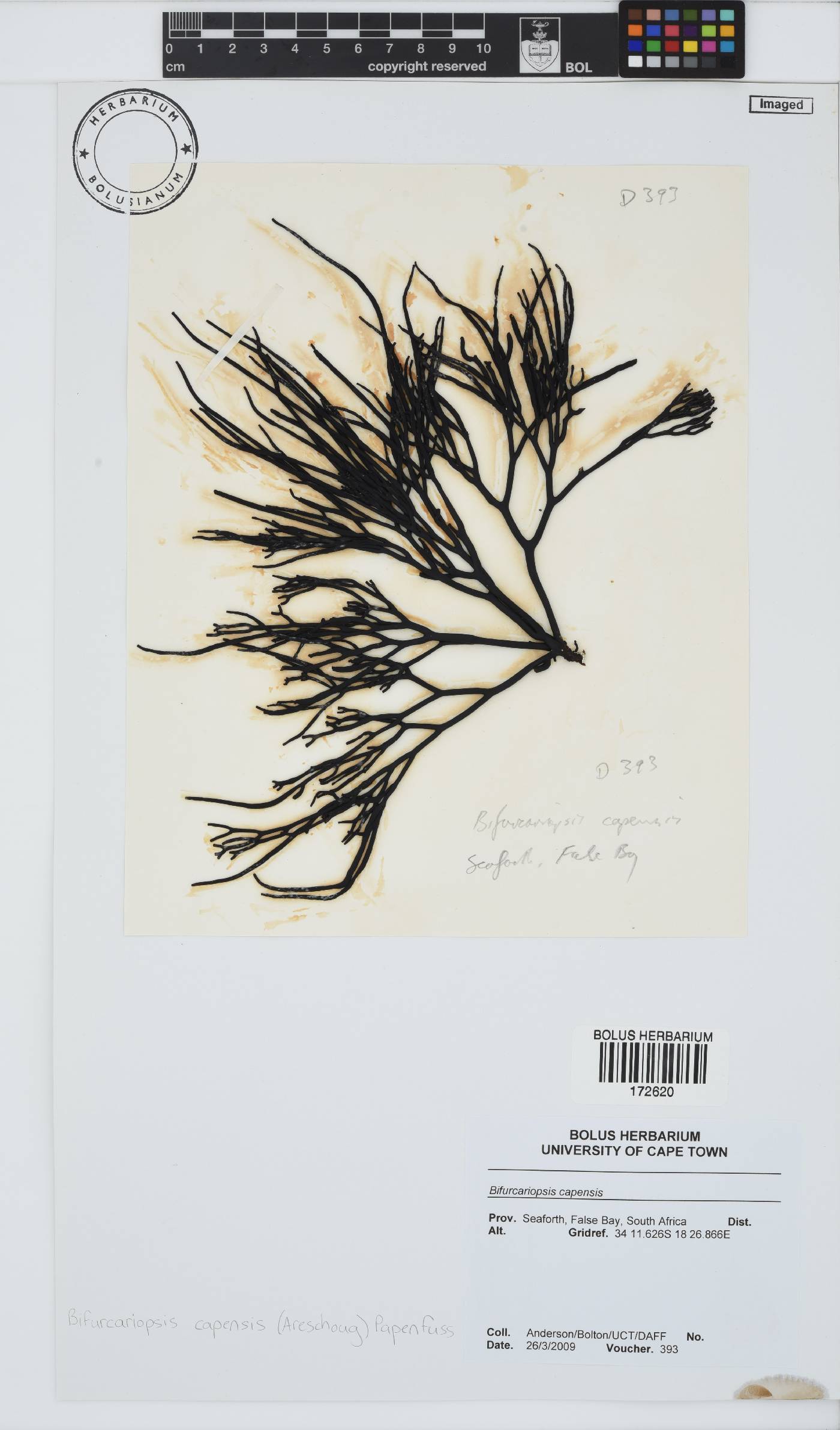 Bifurcariopsis image